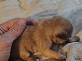 Chihuahua dogs Chihuahua Puppy 2 - Ad 35