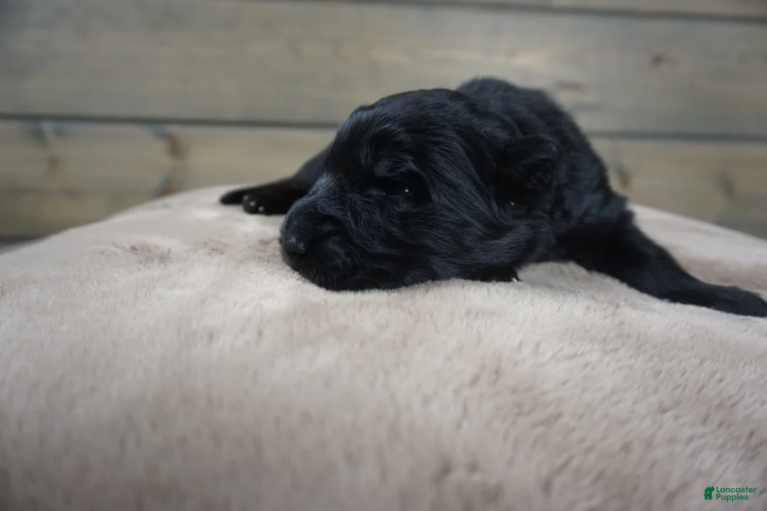 German Shepherd dogs for sale: Cove - Ad 4