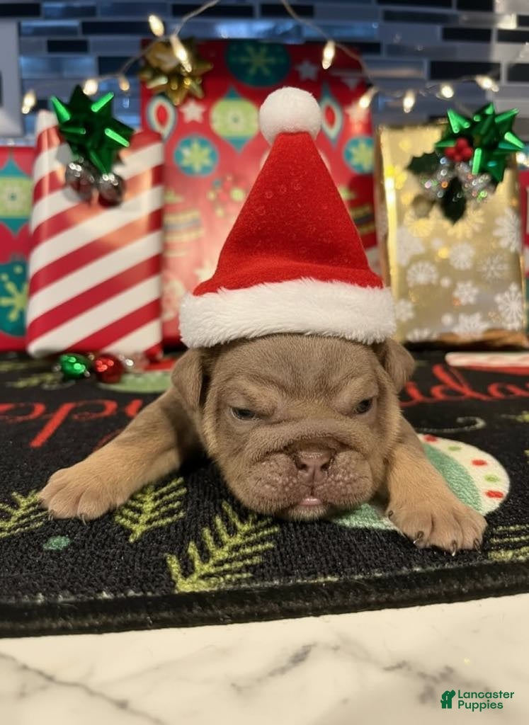 English Bulldog dogs Lilac Female  - Ad 28