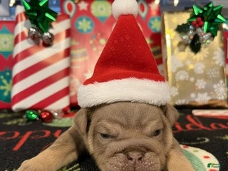 English Bulldog dogs Lilac Female - Ad 22