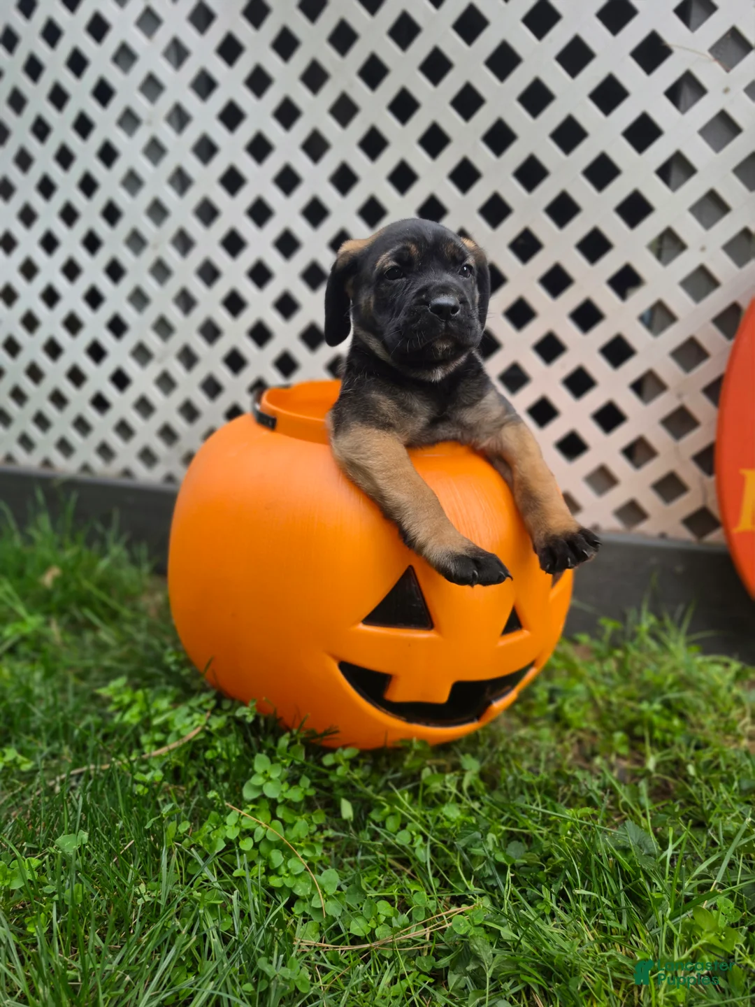 Cane Corso dogs for sale: Freya - Ad 2