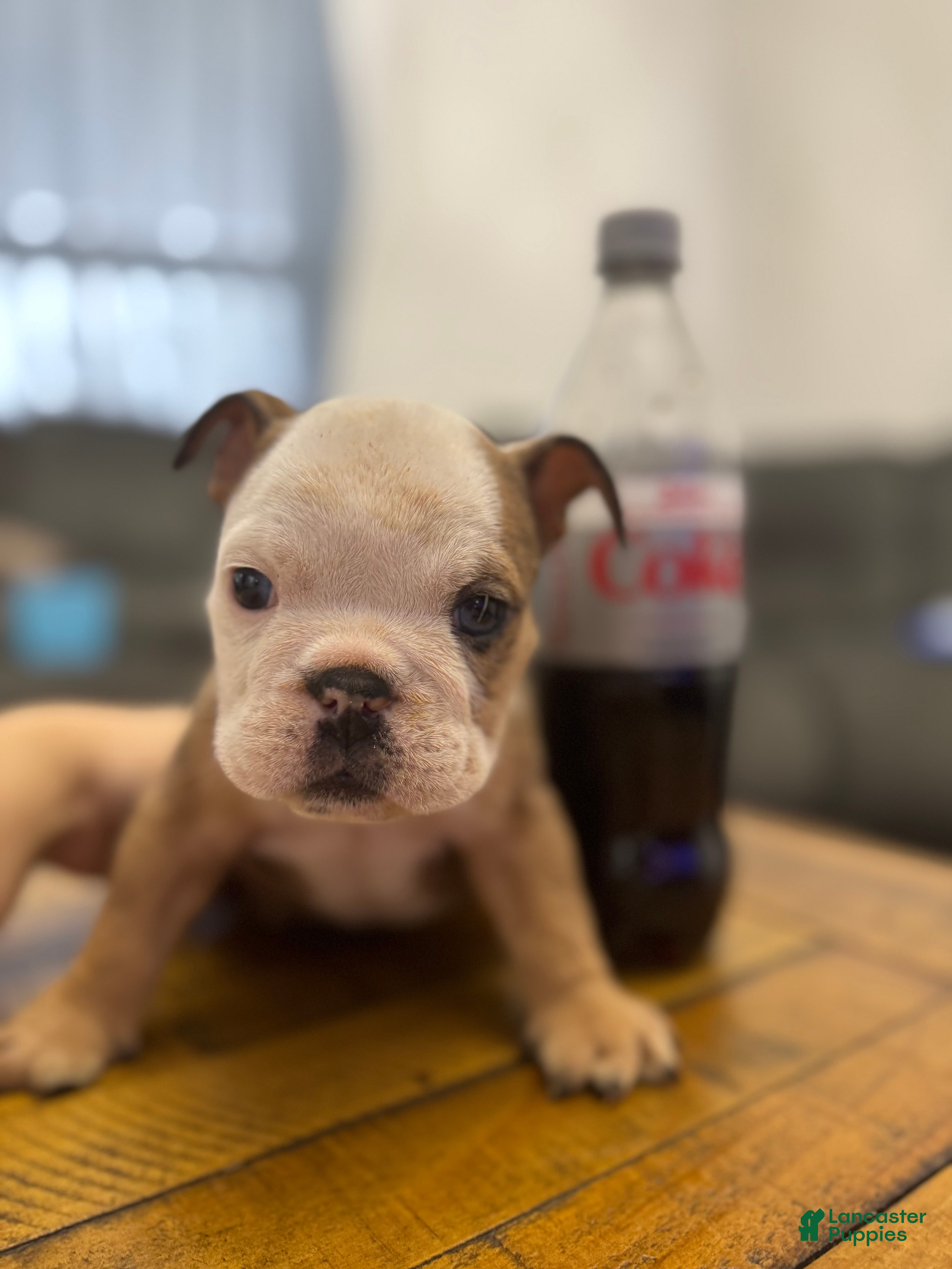 English Bulldog dogs English Bulldog Puppy 1 - Ad 14