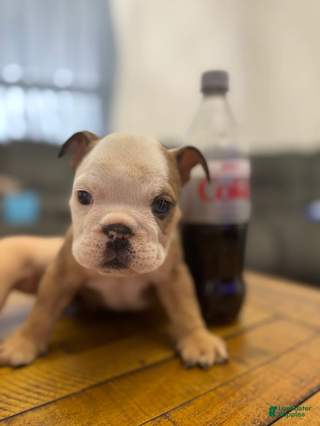 English Bulldog dogs for sale: English Bulldog Puppy 1 - Ad 1