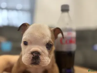 English Bulldog dogs English Bulldog Puppy 1 - Ad 14