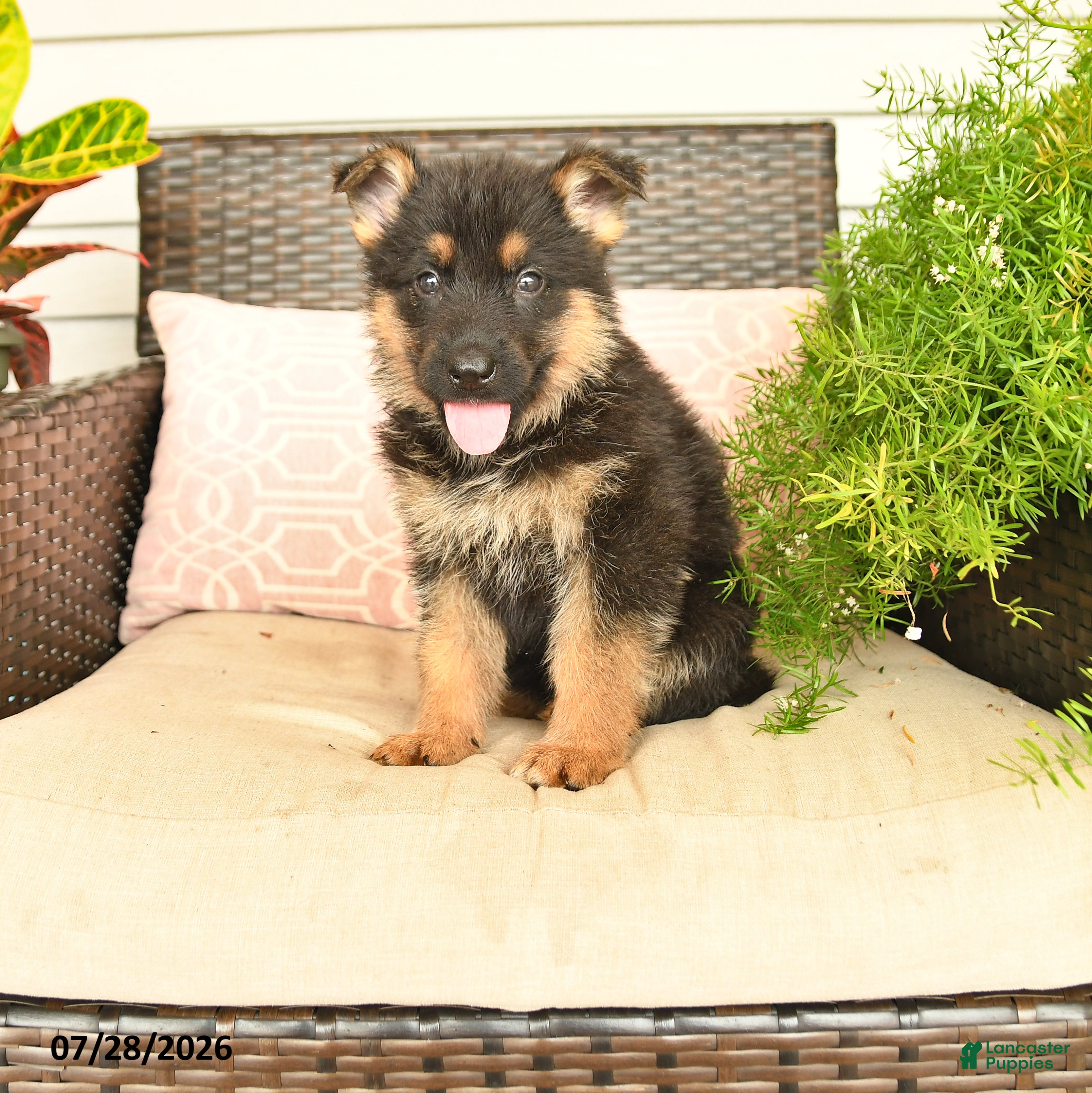 German Shepherd dogs Lacy  - Ad 1