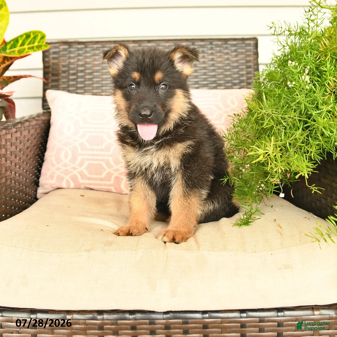 German Shepherd dogs for sale: Lacy  - Ad 1