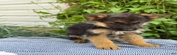 German Shepherd dogs for sale: Gabby - Ad 10