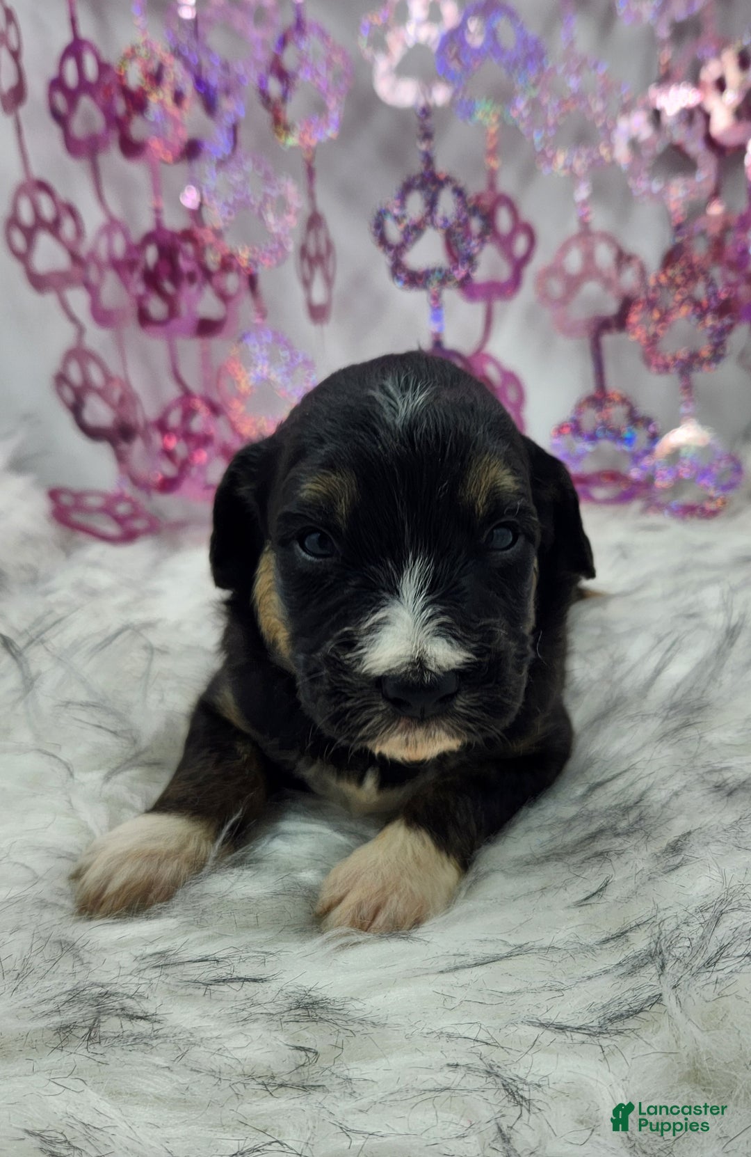 Mini Aussiedoodle dogs for sale: Mini Aussiedoodle Puppy 2 - Ad 3