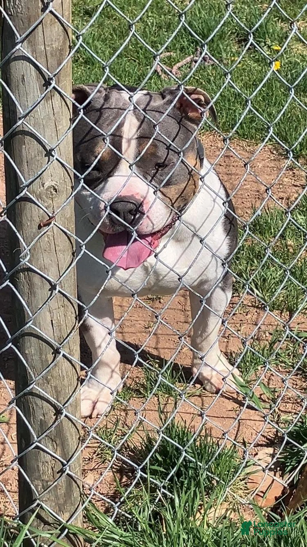 American Bully dogs for stud: Stud Thor  - Ad 7