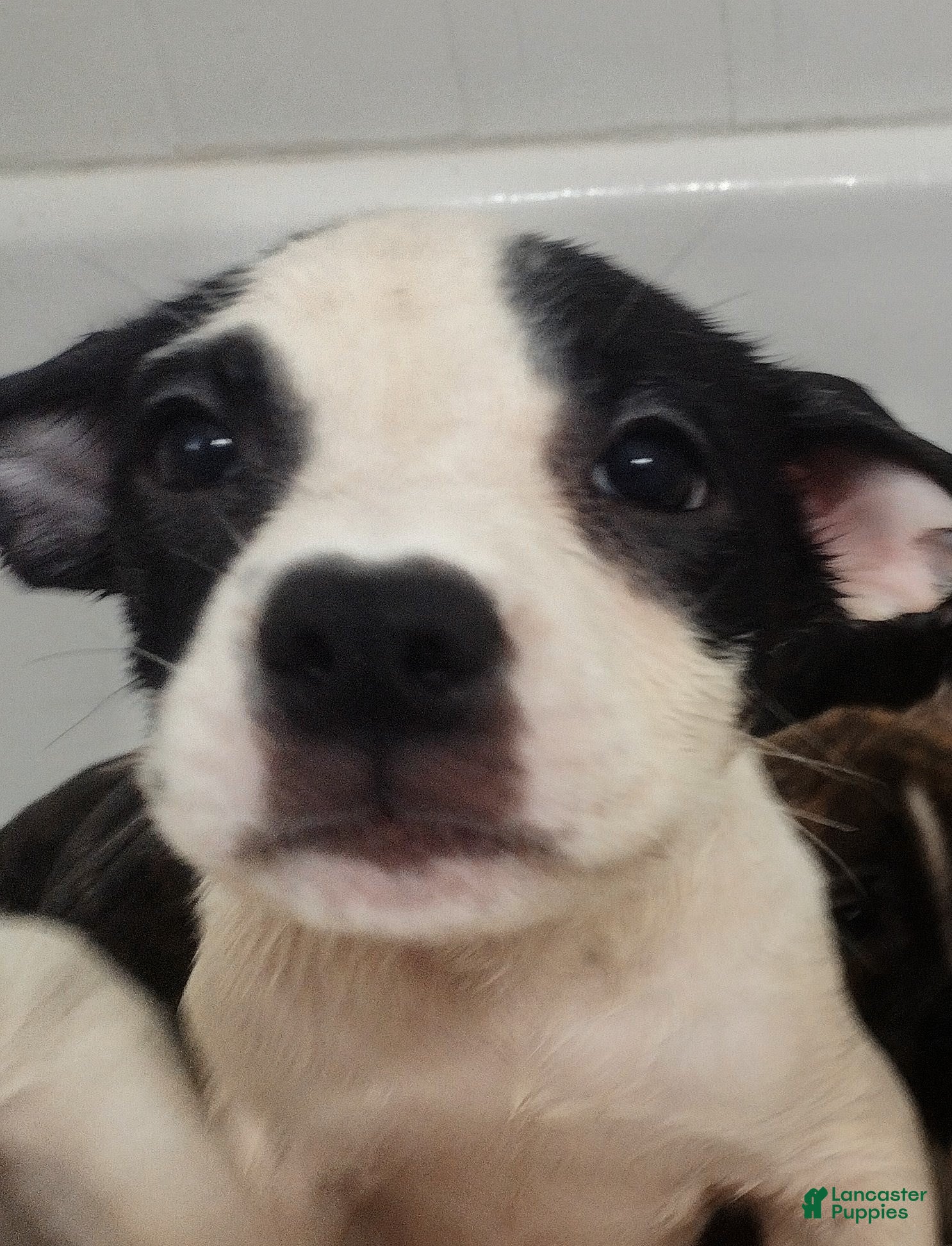 Mixed Breed dogs Spot  - Ad 8