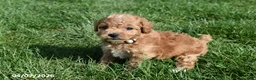 Bichpoo dogs for sale: Britney - Ad 6