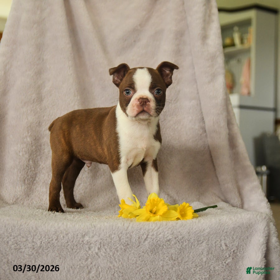 Boston Terrier dogs Daffny - Ad 1