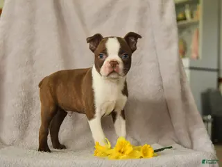 Boston Terrier dogs for sale: Daffny - Ad 3