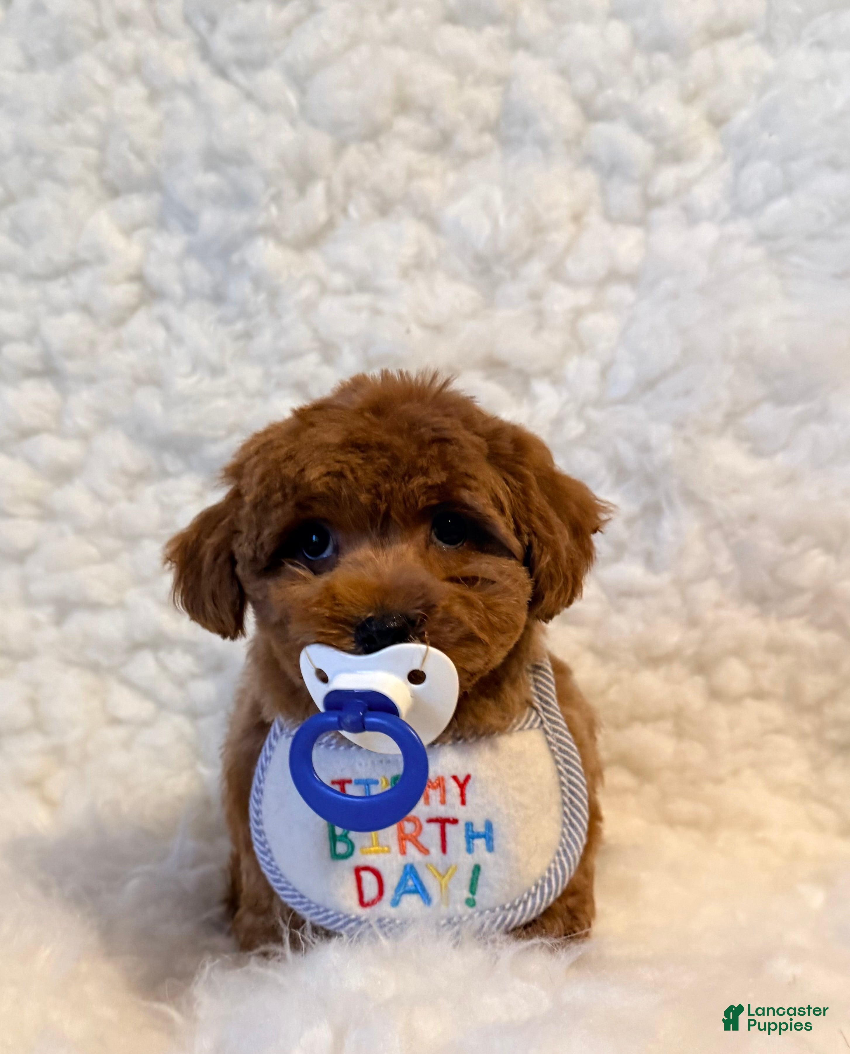 Toy Poodle dogs Sugar Bear - Ad 4
