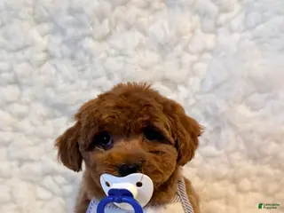 Toy Poodle dogs Sugar Bear - Ad 4