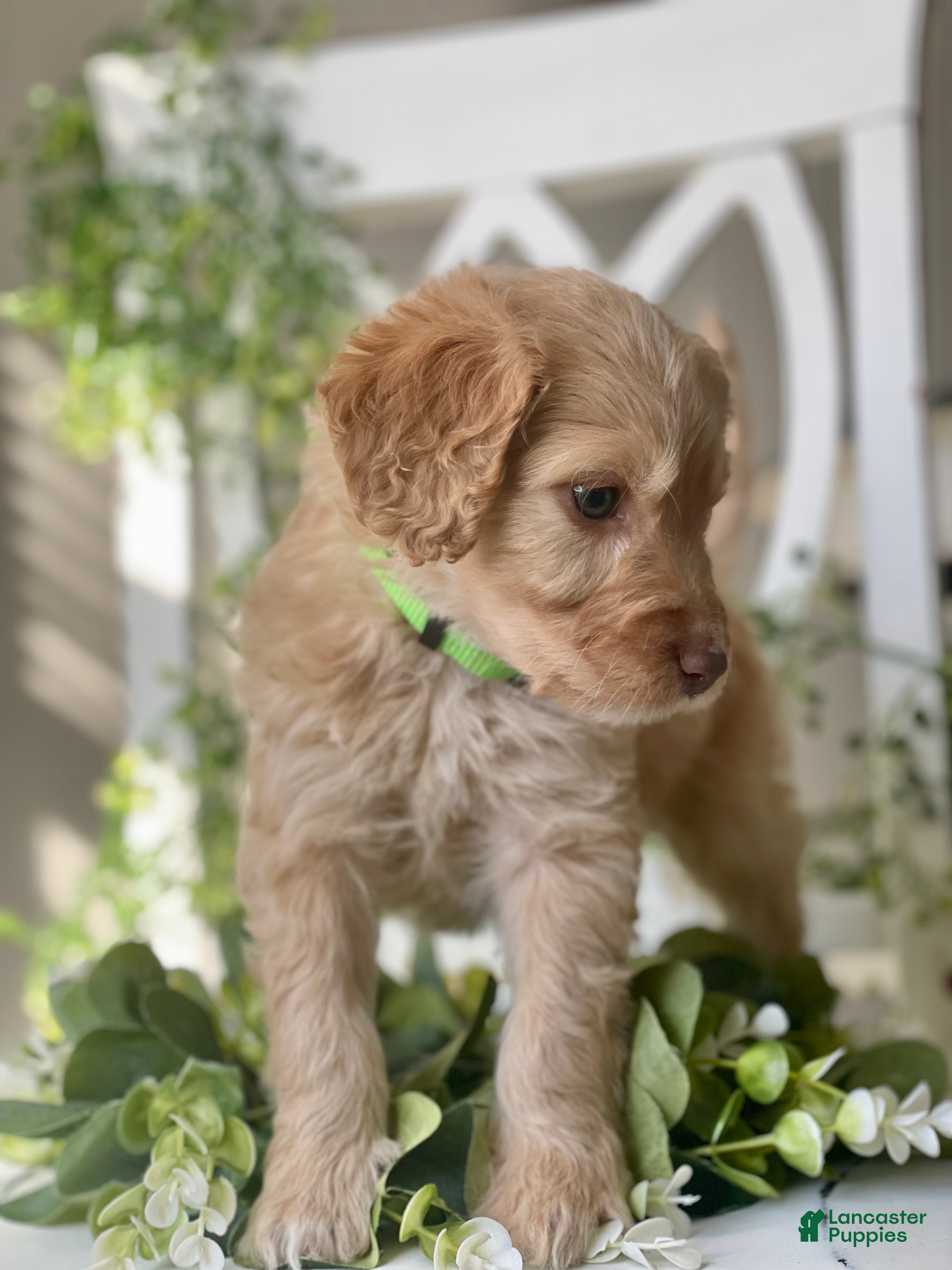 Goldendoodle dogs Ms green - Ad 2