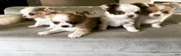 Chihuahua dogs for sale: AKC Chihuahua - Ad 8