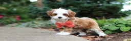 Cavapoo dogs for sale: Mr Bentley - Ad 15