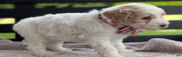 Mini Goldendoodle dogs for sale: Princess - Ad 4