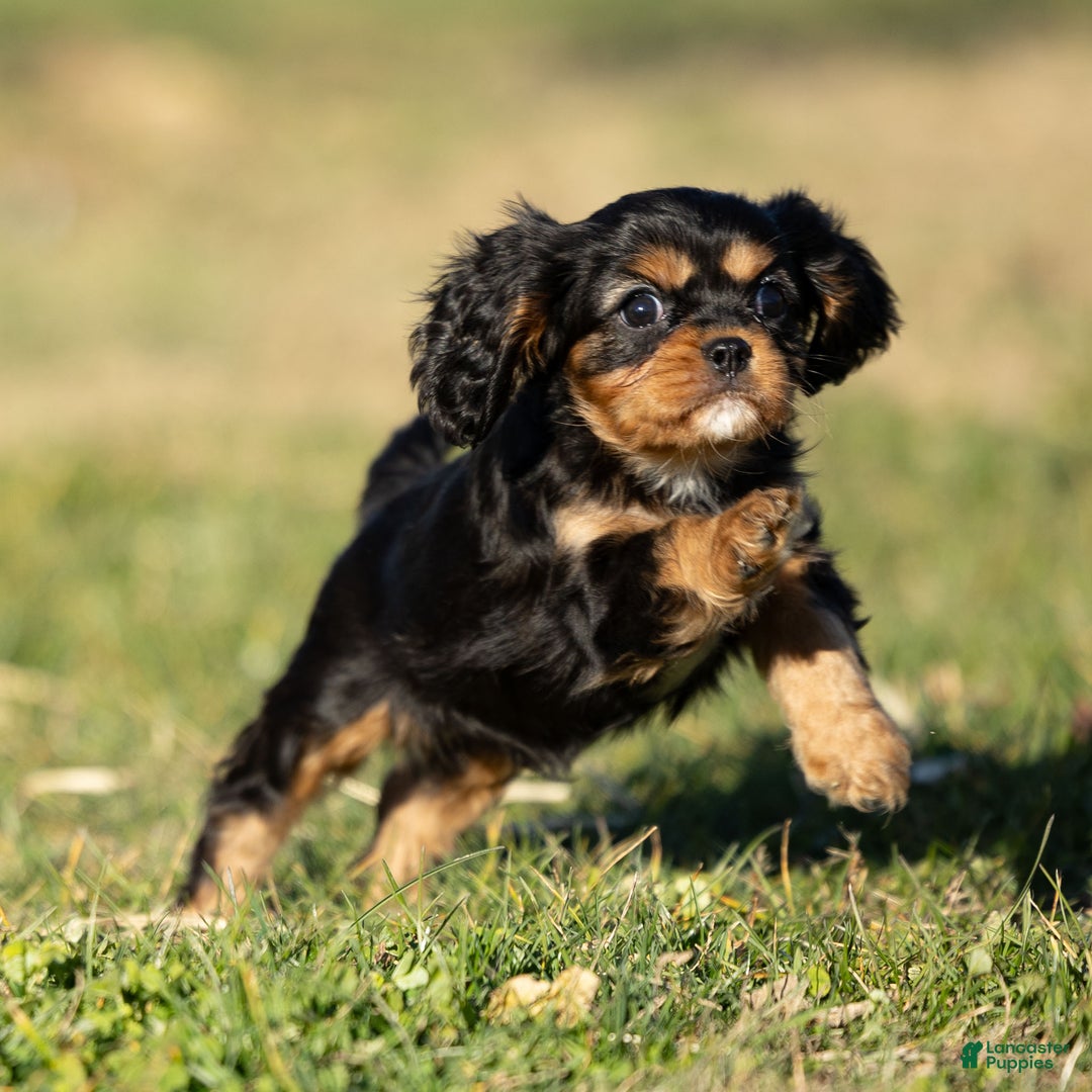 Cavalier King Charles Spaniel dogs for sale: Atticus - Ad 6