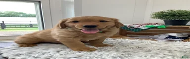 Golden Retriever- Sarge