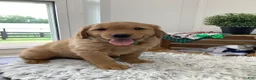 Golden Retriever dogs for sale: Golden Retriever- Sarge - Ad 1