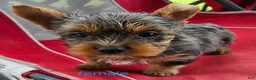 Yorkshire Terrier dogs for sale: Luna - Ad 3