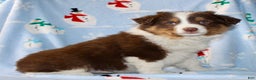 Australian Shepherd dogs for sale: Dakota - Ad 5