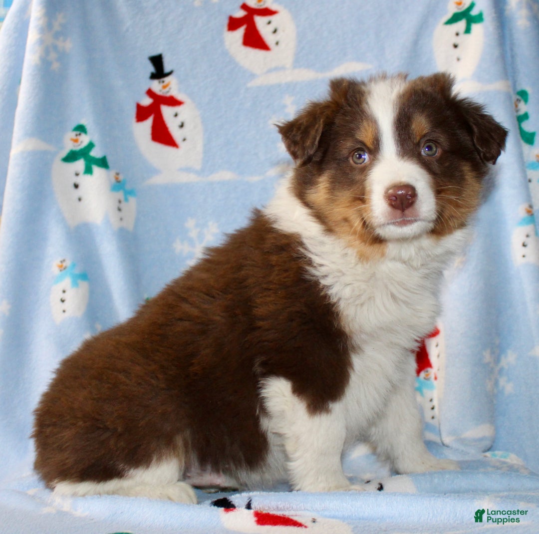 Australian Shepherd dogs for sale: Dakota - Ad 5