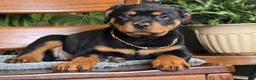 Rottweiler dogs for sale: Maple - Ad 4