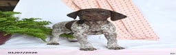 German Shorthaired Pointer dogs for sale: Asia - Ad 2