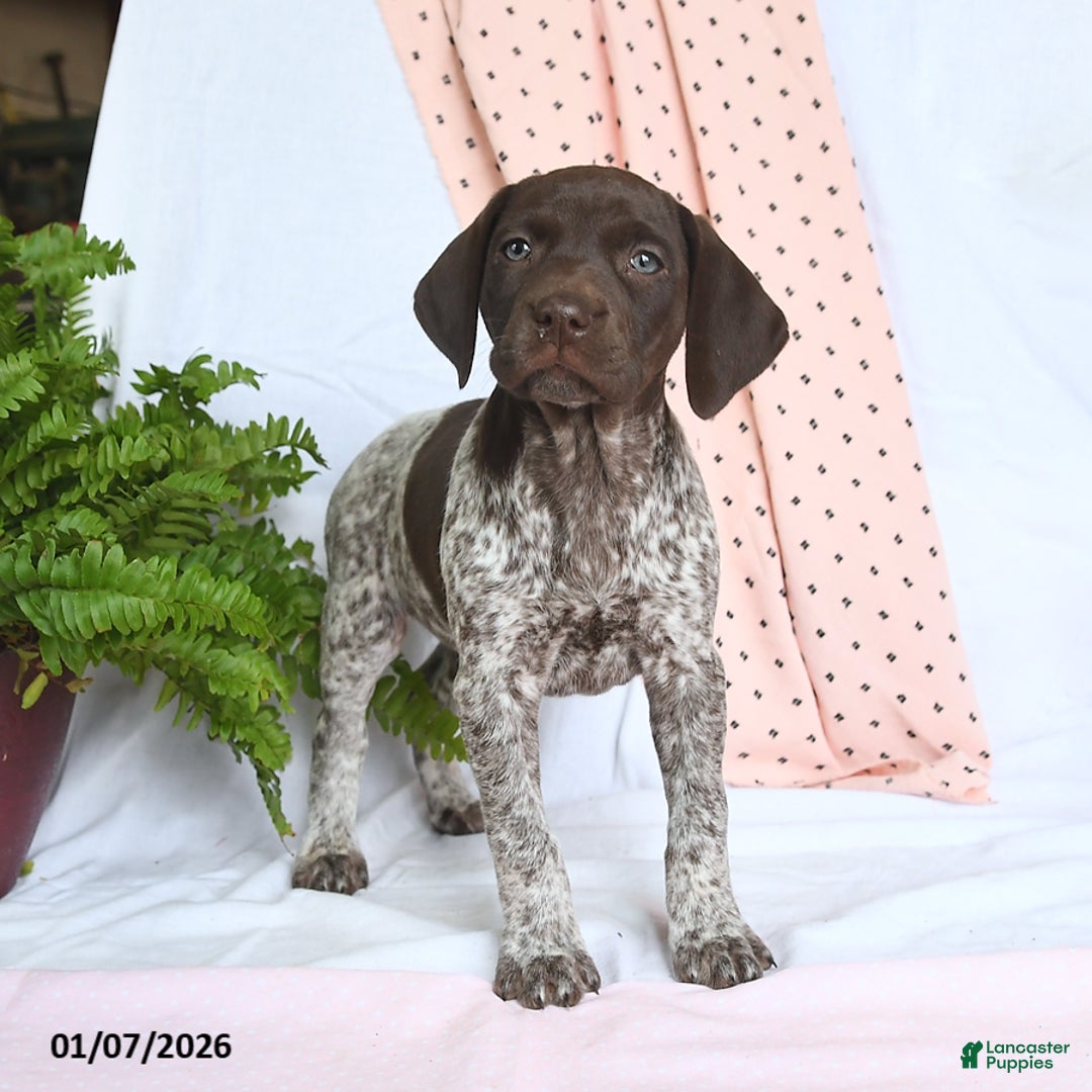 German Shorthaired Pointer dogs for sale: Asia - Ad 2