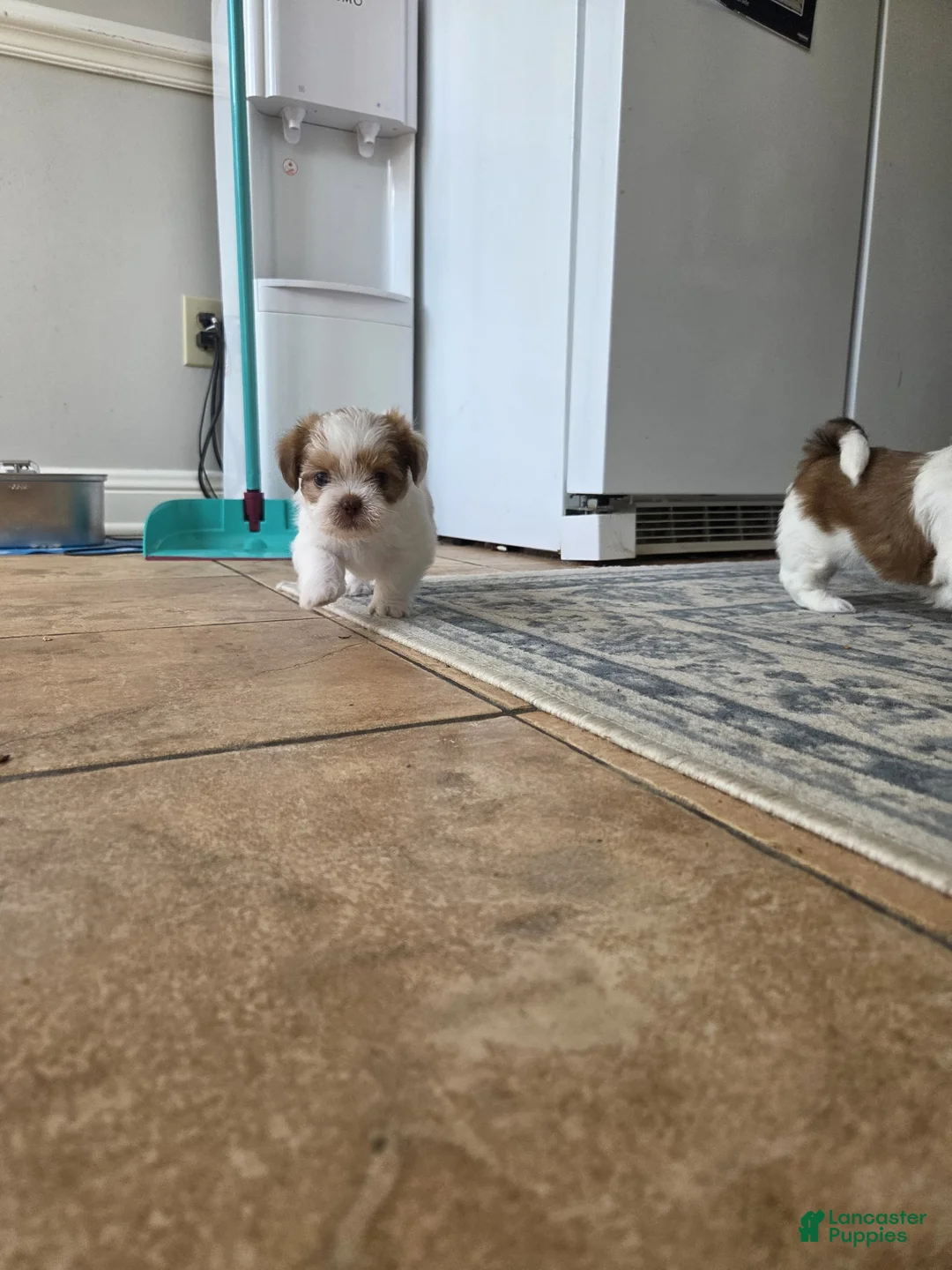 Shihpoo dogs for sale: Shihpoo Puppy 2 - Ad 1