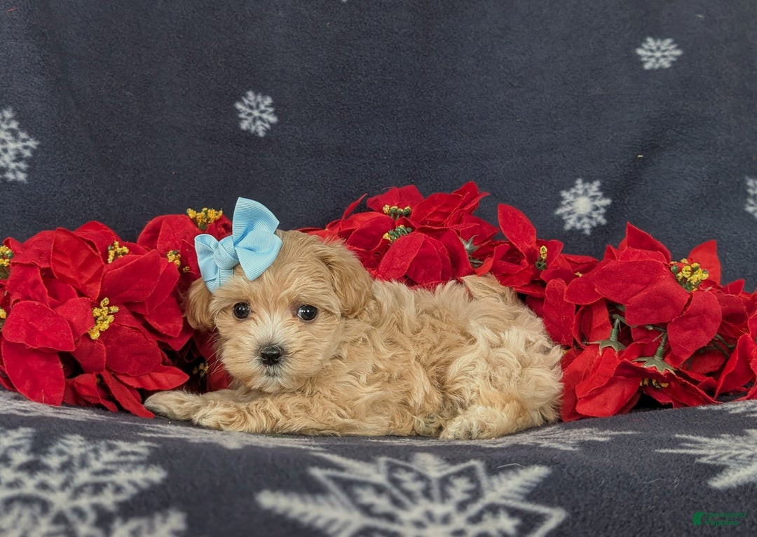 Maltipoo dogs for sale: Chrissa 7 lbs Full Grown - Ad 4