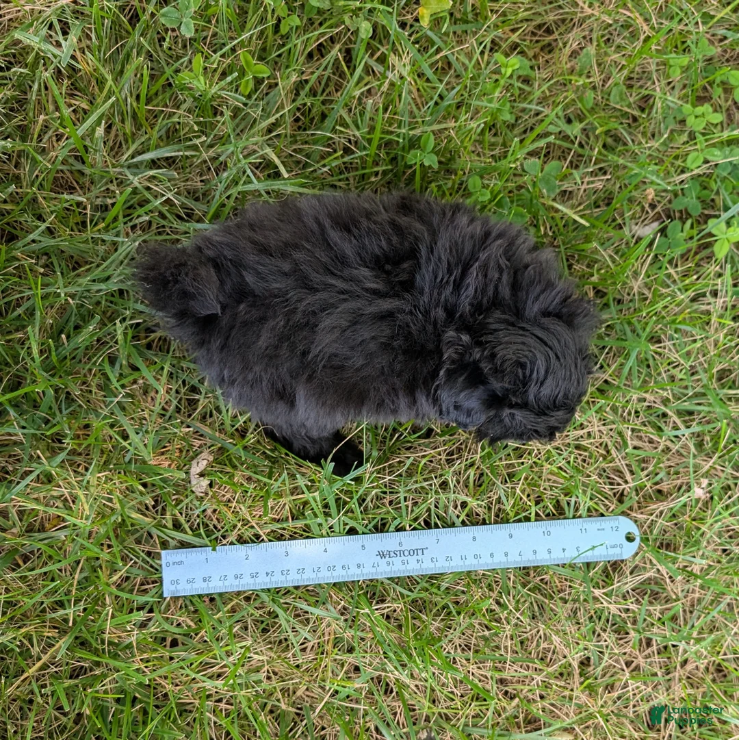 Pomapoo dogs for sale: Peppercorn - Ad 8