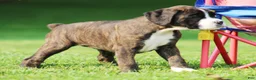 Boxer dogs for sale: Frisco  - Ad 3