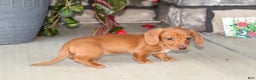 Dachshund dogs for sale: Sasha - Genetic Tested Parents - Ad 8