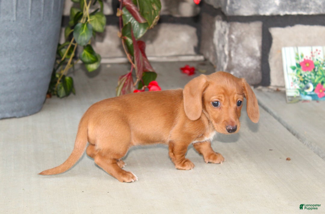 Dachshund dogs for sale: Sasha - Genetic Tested Parents - Ad 8