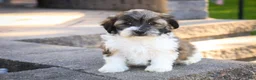 Havanese dogs for sale: Iris Havanese  - Ad 4
