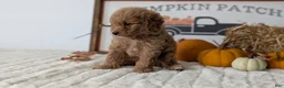 Mini Goldendoodle dogs for sale: Jill - Ad 9