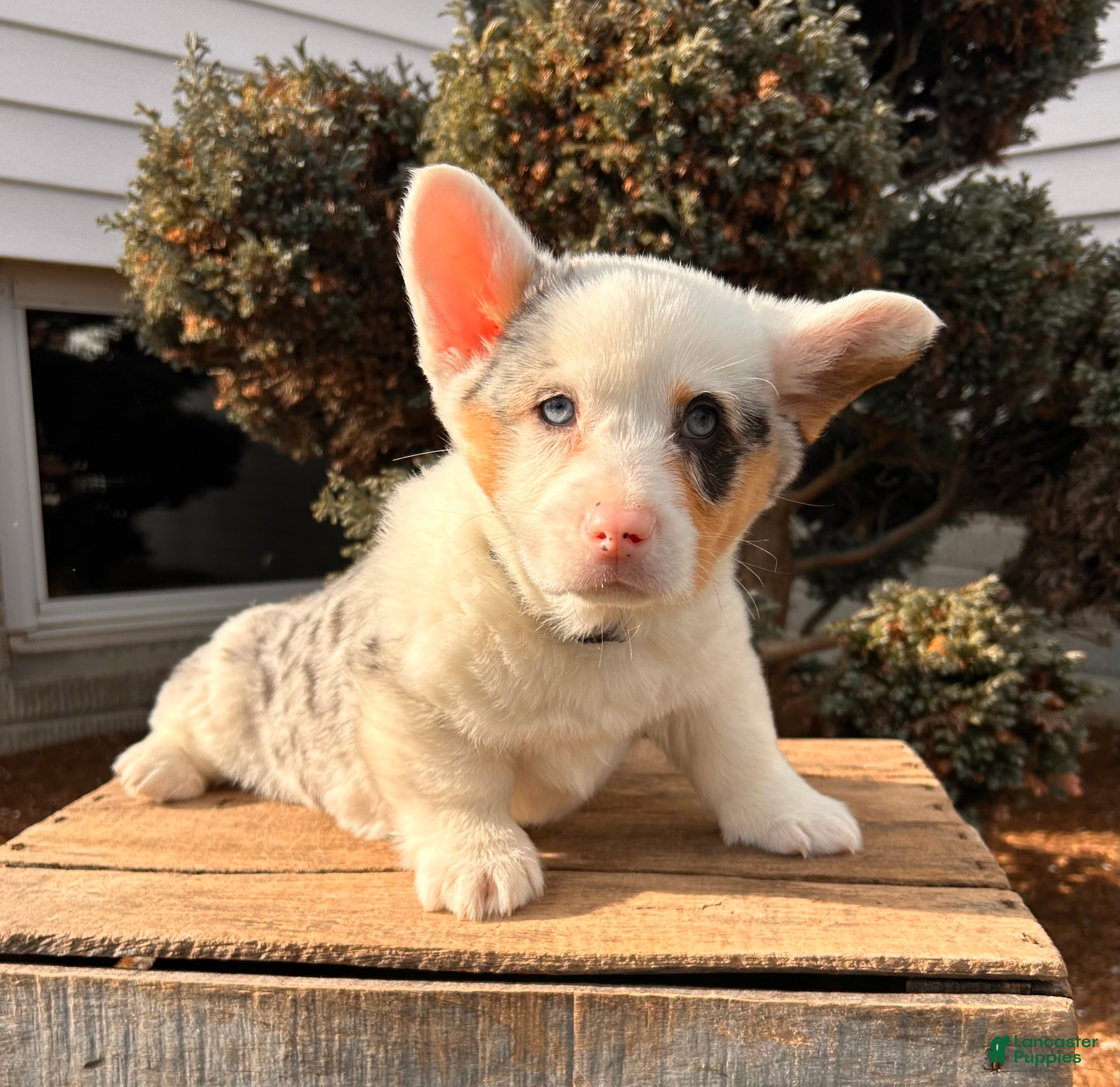 Welsh Corgi Pembroke dogs Duke - Ad 1
