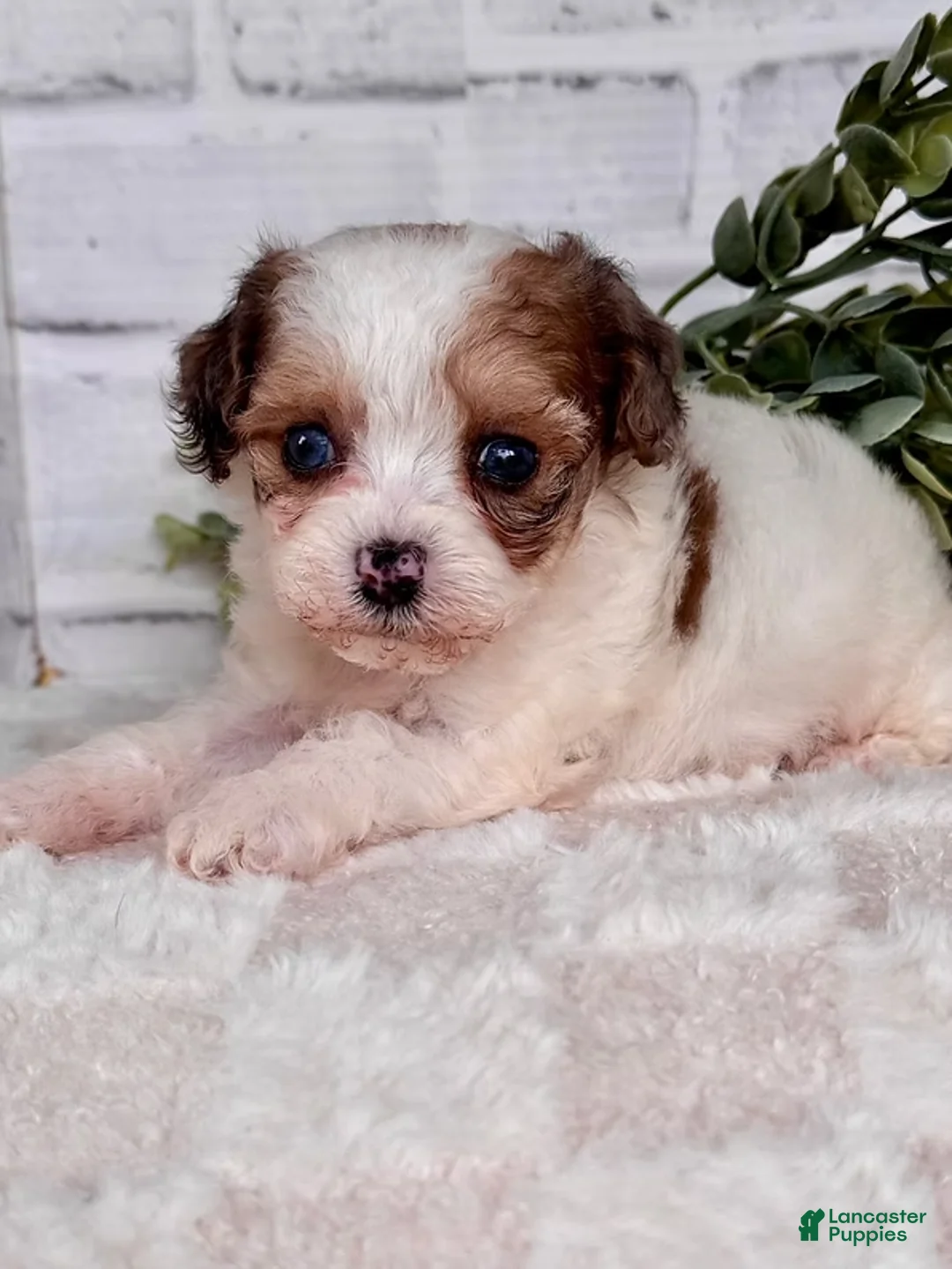 Toy Poodle dogs for sale: Toy Poodle Puppy 2 - Ad 3