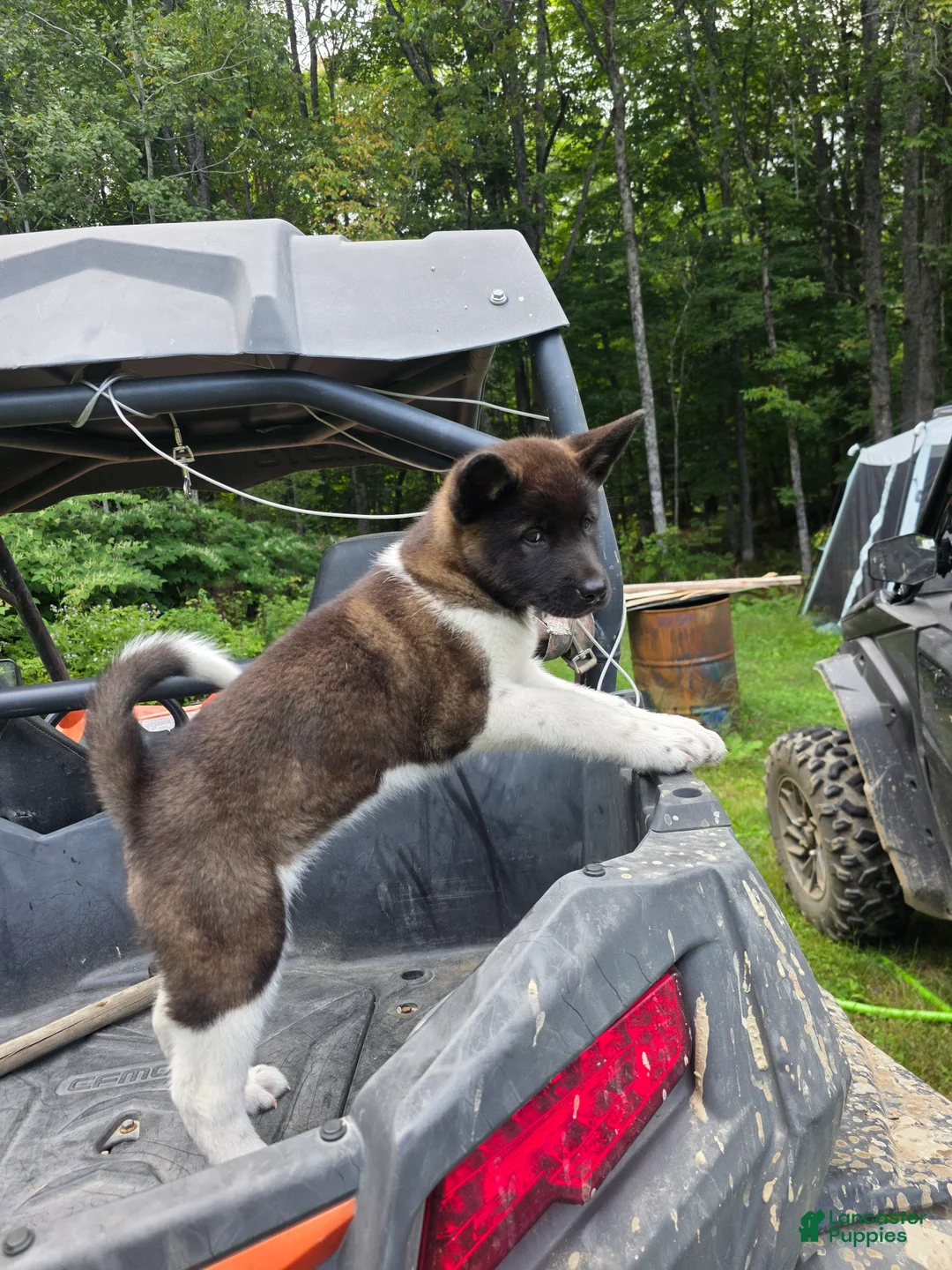 Akita dogs for sale: Akita 4 - Ad 2