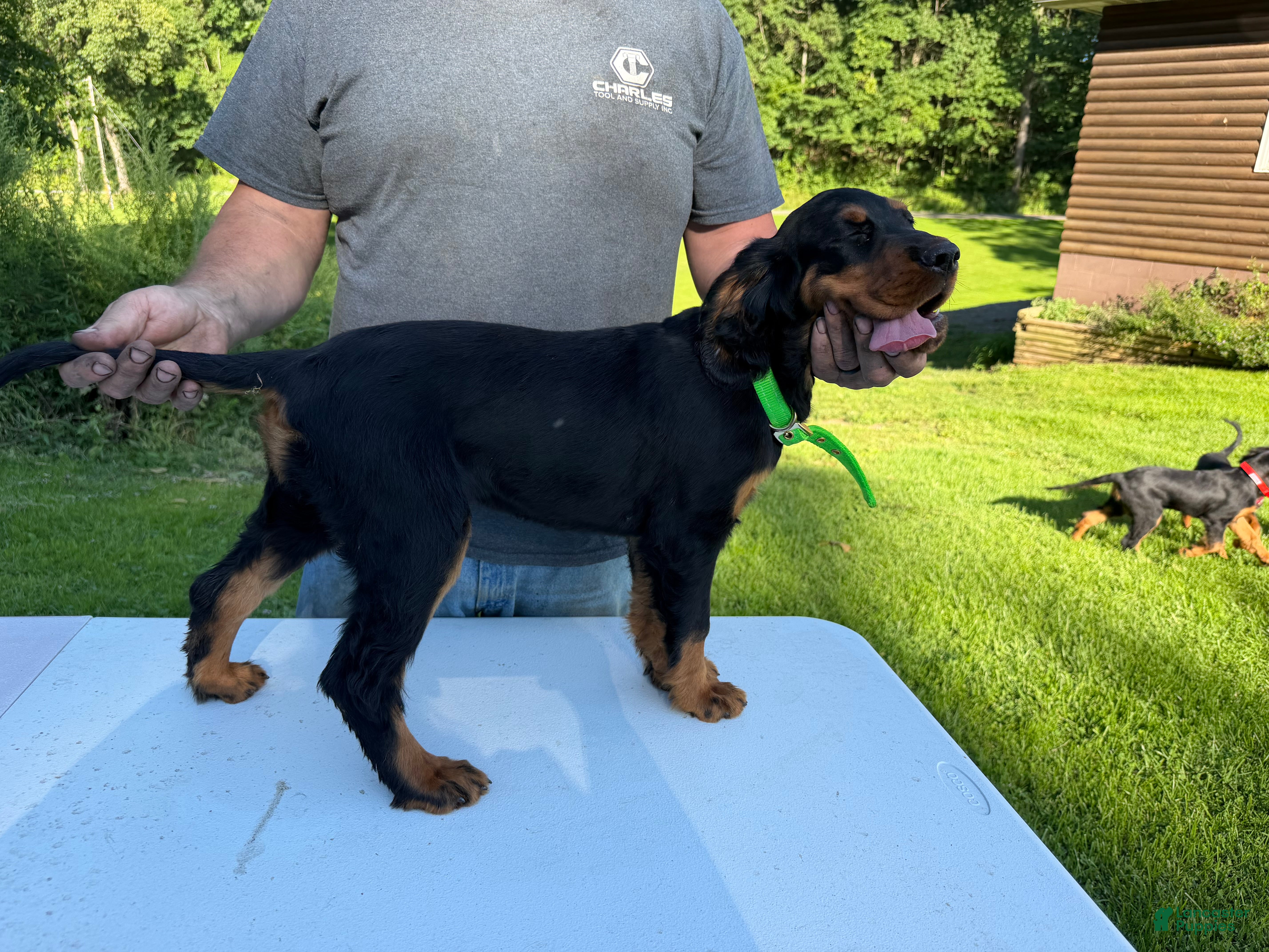 Gordon Setter dogs Lime Green Girl - Ad 2
