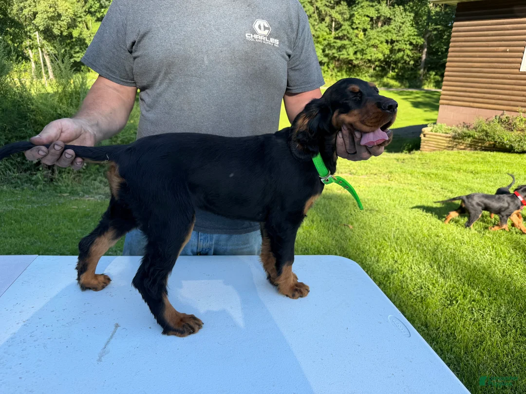 Gordon Setter dogs for sale: Lime Green Girl - Ad 2