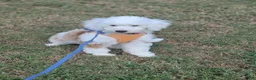 Aussiedoodle dogs for sale: Aussiedoodle 1 - Ad 11