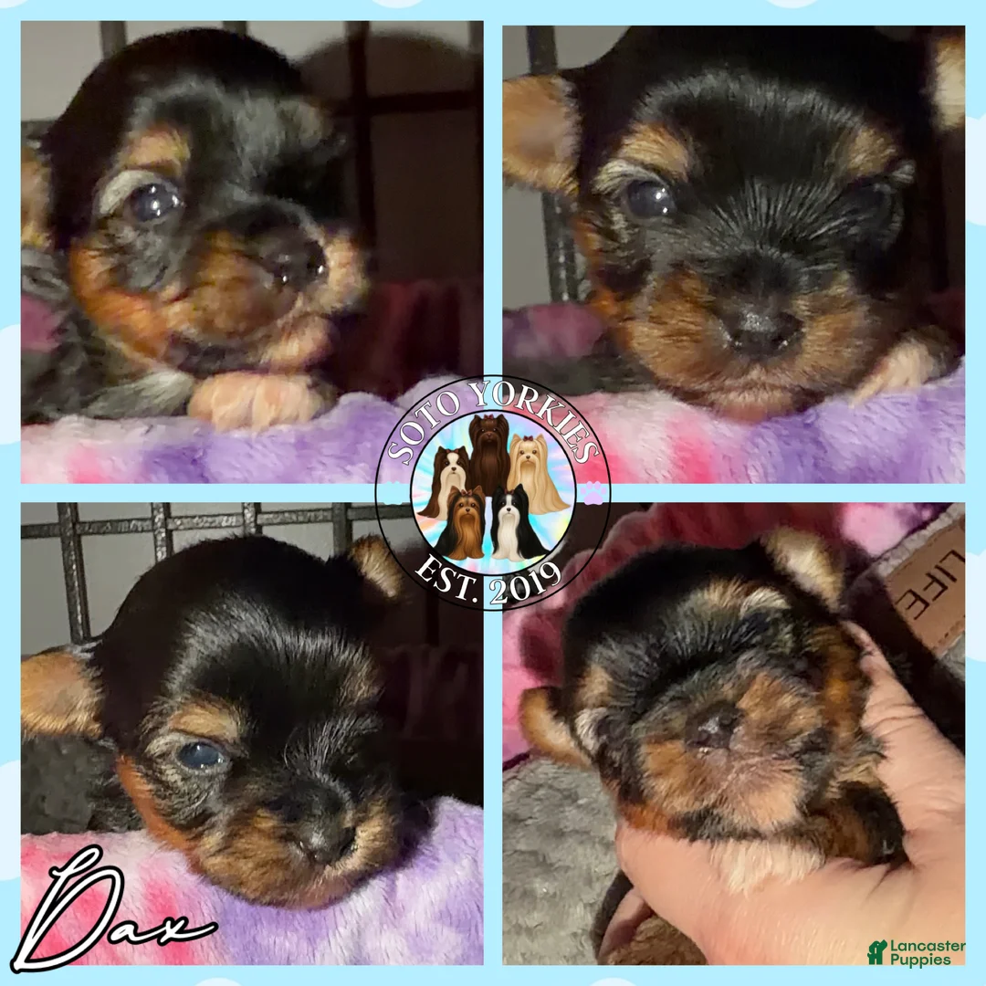Yorkshire Terrier dogs for sale: Dax - Ad 1