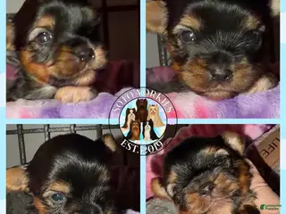 Yorkshire Terrier dogs Dax - Ad 42