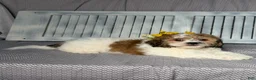 Teddy Bear dogs for sale: Axel - Ad 5