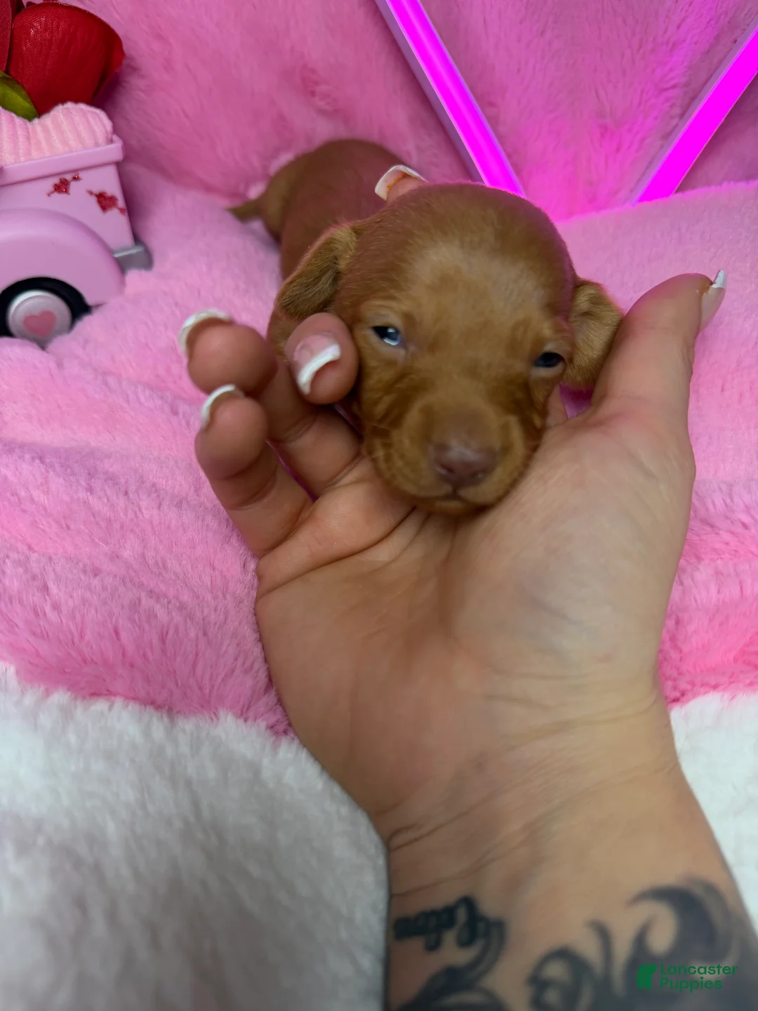Miniature Dachshund dogs for sale: Peanut - Ad 2